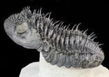 Spiny Drotops Armatus Trilobite - #47072-2